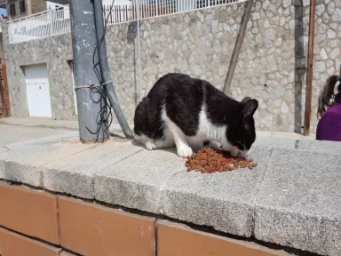 E.S. Evolution L'Hospitalet