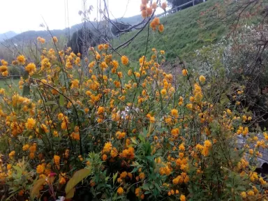 PrevenControl ITV Ripoll