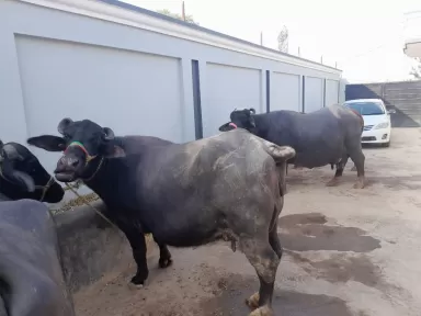 Auto Garrofers